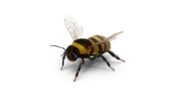 مدل 3بعدی زنبور عسل