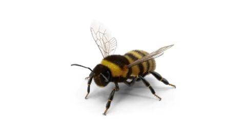 مدل 3بعدی زنبور عسل