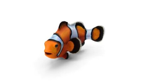 مدل ۳بعدی دلقک ماهی | Clownfish 3D