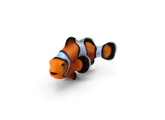 مدل 3بعدی دلقک ماهی
