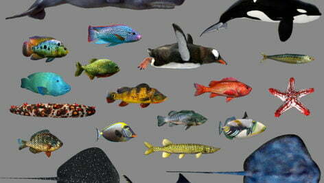low-poly-fish-collection-animated-pack