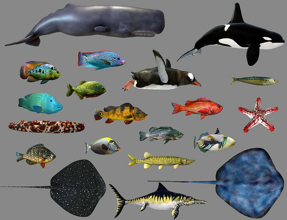 low-poly-fish-collection-animated-pack