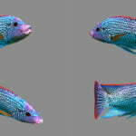 دانلود مدل سه بعدی ماهی | Low Poly Fish Collection