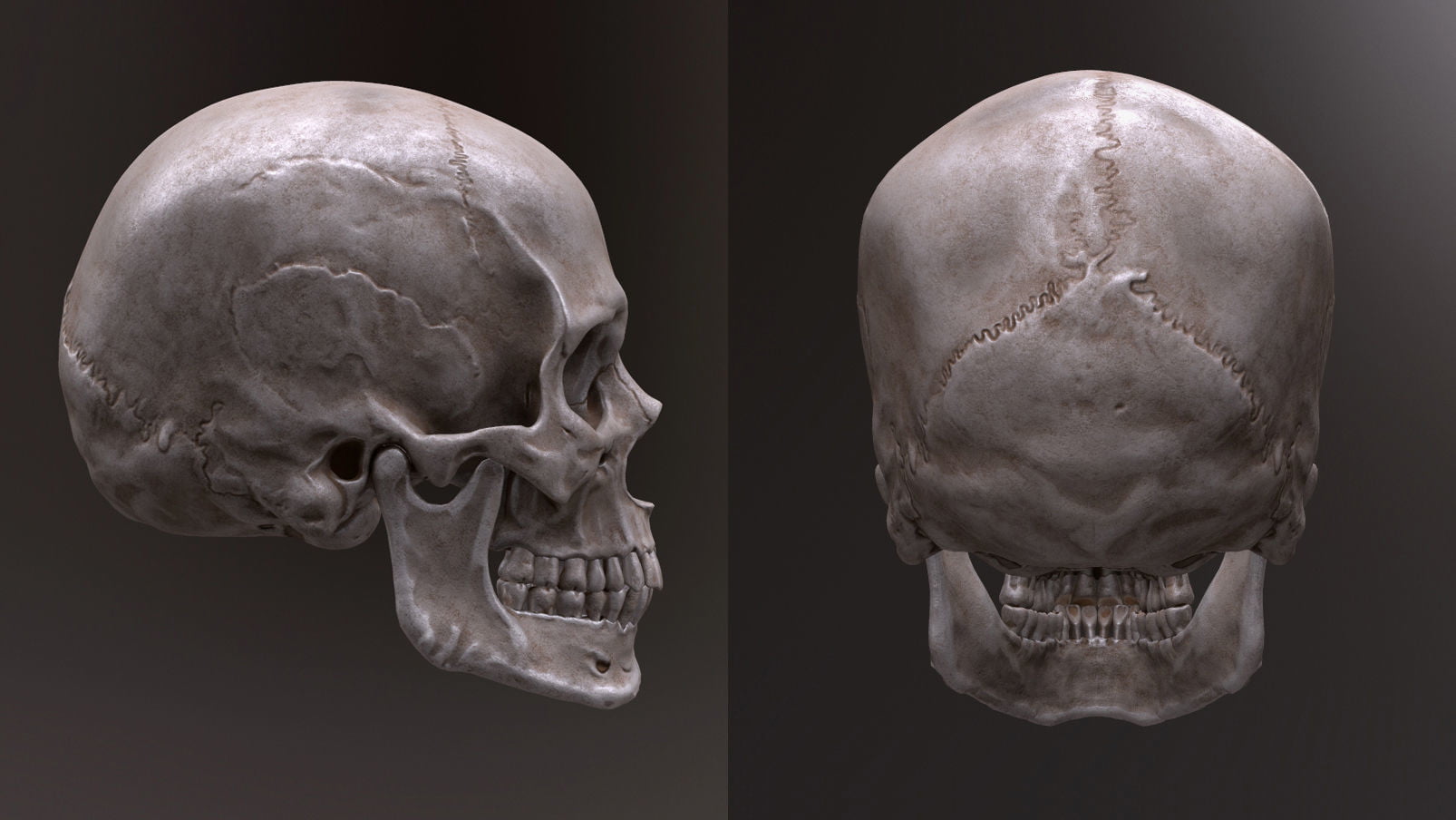 دانلود مدل سه بعدی جمجمه انسان | Human Skull