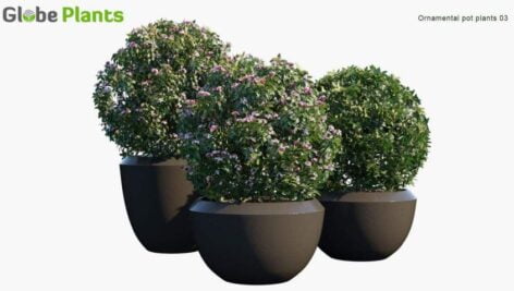 دانلود مدل سه بعدی گل و گلدان تزئینی Globe Plants - Ornamental and Decorative Pot Plants