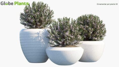دانلود مدل سه بعدی گل و گلدان تزئینی Globe Plants - Ornamental and Decorative Pot Plants