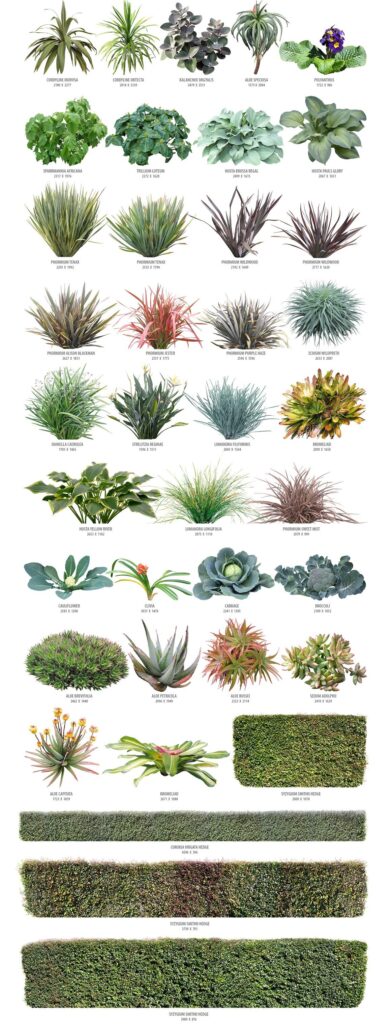 مجموعه گیاهان