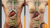 دانلود مدل سه بعدی آناتومی کامل بدن مرد و زن 3D Human Male and Female Complete Anatomy