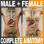 دانلود مدل سه بعدی آناتومی کامل بدن مرد و زن 3D Human Male and Female Complete Anatomy