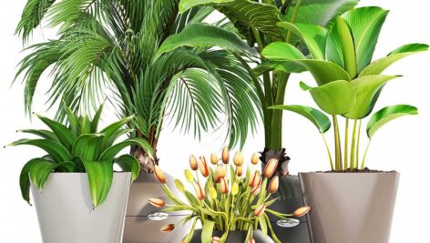 دانلود مدل سه بعدی گیاهان آپارتمانی ۳D Plants