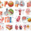 دانلود تصاویر وکتور داخل بدن انسان Medical vector illustrations human body